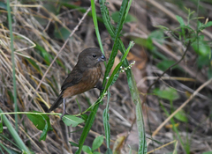 Cyanoloxia glaucocaerulea