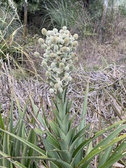 Eryngium horridum