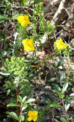 Hypericum microsepalum