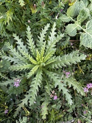 Emmenanthe penduliflora