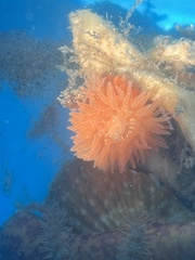Epiactis prolifera