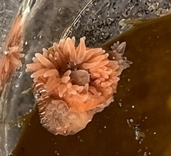 Epiactis prolifera