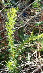 Hypericum microsepalum