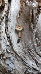Pholiota highlandensis