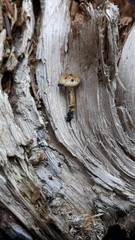 Pholiota highlandensis