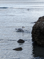 Larus glaucescens × occidentalis