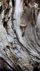 Pholiota highlandensis