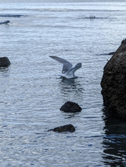 Larus glaucescens × occidentalis