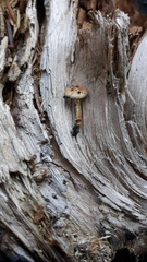 Pholiota highlandensis