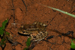 Leptodactylus knudseni