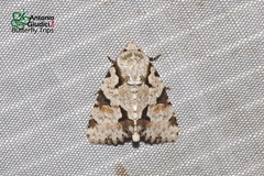 Thalathoides curtalis