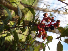 Pleuropetalum darwinii