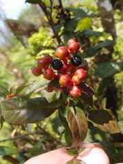 Pleuropetalum darwinii