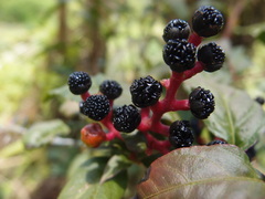Pleuropetalum darwinii