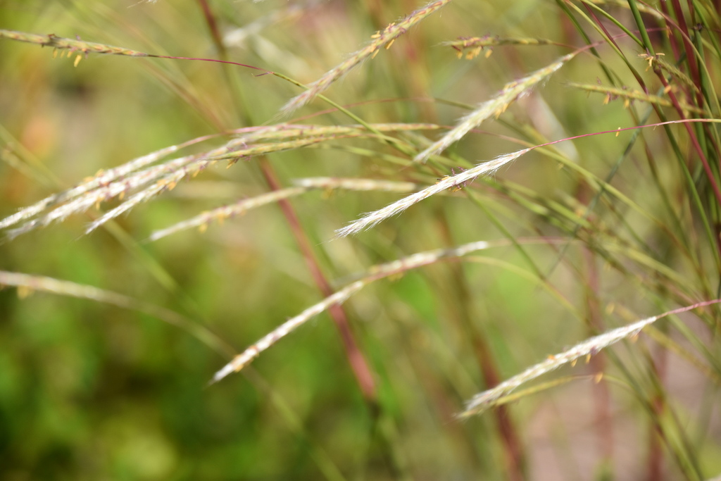 Firegrass