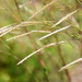 Firegrass - Photo (c) Tom Palmer, some rights reserved (CC BY-NC), uploaded by Tom Palmer