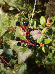 Pleuropetalum darwinii