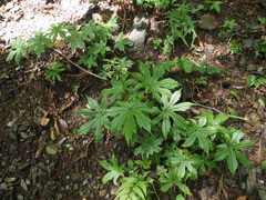 Japonicalia tebakoensis