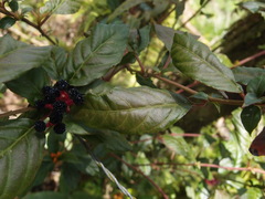 Pleuropetalum darwinii