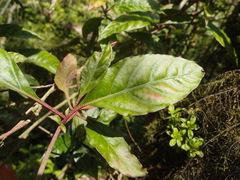 Pleuropetalum darwinii