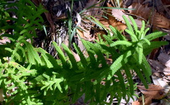 Chloanthes stoechadis