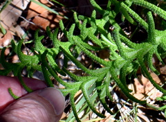 Chloanthes stoechadis