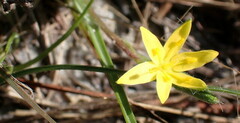 Hypoxis curtissii