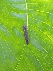 Macugonalia cavifrons