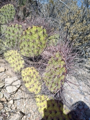 Opuntia stenopetala