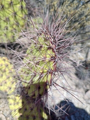 Opuntia stenopetala