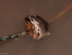 Rhinella castaneotica