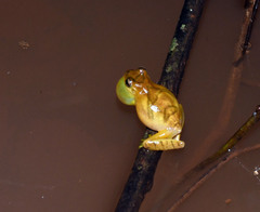 Dendropsophus delarivai