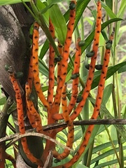 Chamaedorea seifrizii