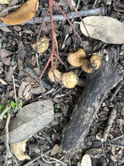 Cyttaria hariotii