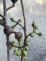 Eucalyptus macrorhyncha