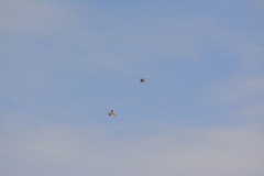 Bartramia longicauda