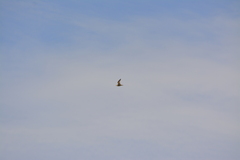 Bartramia longicauda