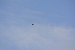 Bartramia longicauda