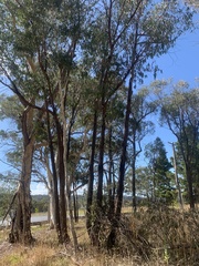 Eucalyptus macrorhyncha