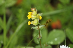 Rhinanthus minor