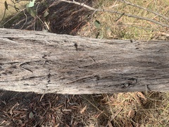 Eucalyptus macrorhyncha