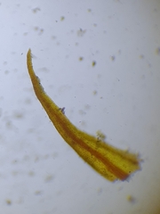 Didymodon icmadophilus