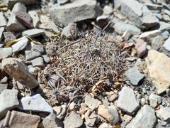 Coryphantha delicata