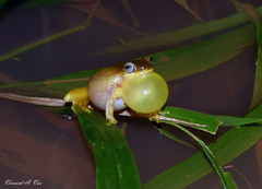 Dendropsophus delarivai