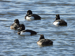 Aythya fuligula
