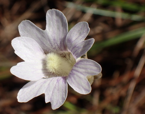Blueflower butterwort (Pinguicula caerulea)