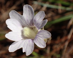 Pinguicula caerulea