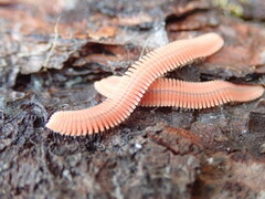 Brachycybe rosea