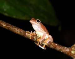 Dendropsophus delarivai