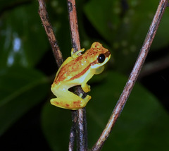 Dendropsophus rhodopeplus